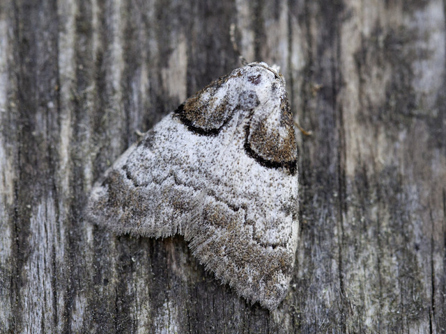 Båndduskfly (Nola cucullatella)