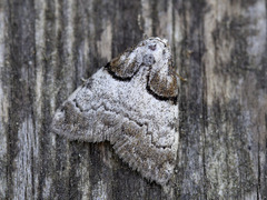 Båndduskfly (Nola cucullatella)