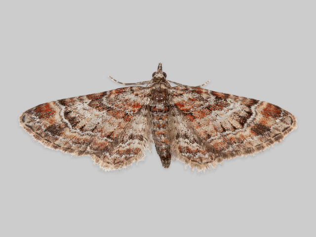 Knoppmåler (Gymnoscelis rufifasciata)