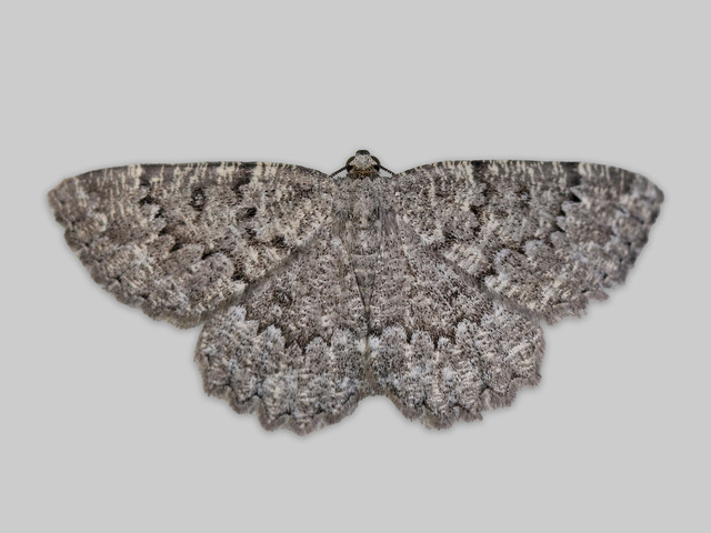 Tannringmåler (Charissa obscurata)