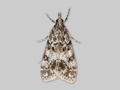 Skogmosemott (Eudonia lacustrata)