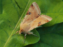 Okerfagerfly (Heliothis peltigera)