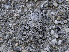 Chifly (Antitype chi)