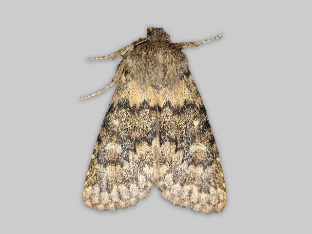 Tempelfly (Dasypolia templi)