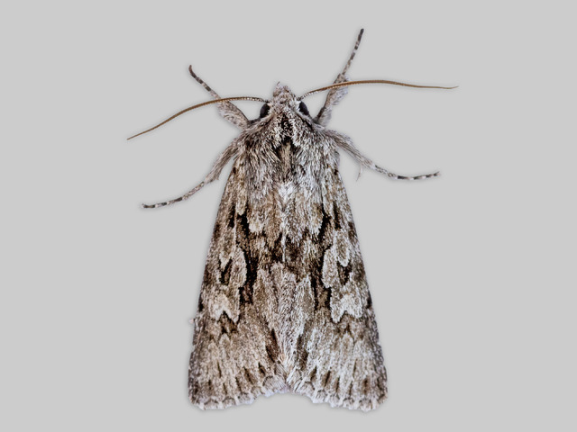 Vivendelfly (Xylocampa areola)
