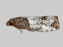 Krattrosevikler (Notocelia roborana)