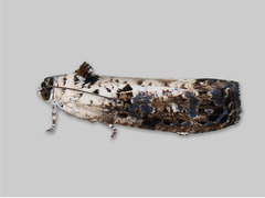 Blåflekket fugleskittvikler (Hedya salicella)