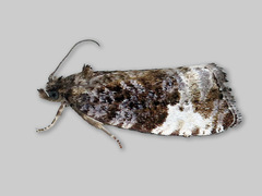 Liten fugleskittvikler (Hedya pruniana)