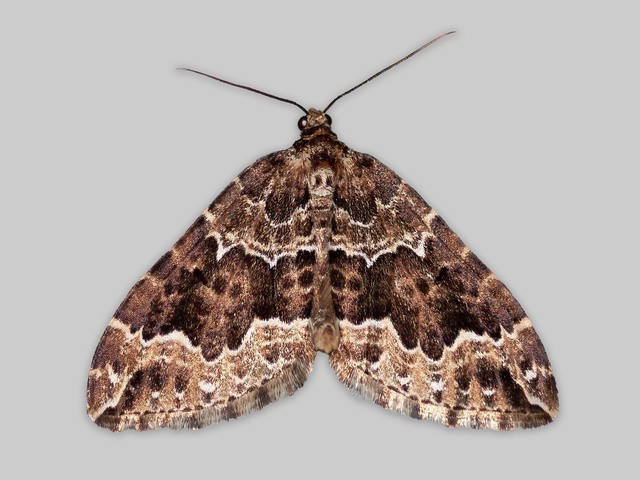 Vårkrattmåler (Lampropteryx suffumata)