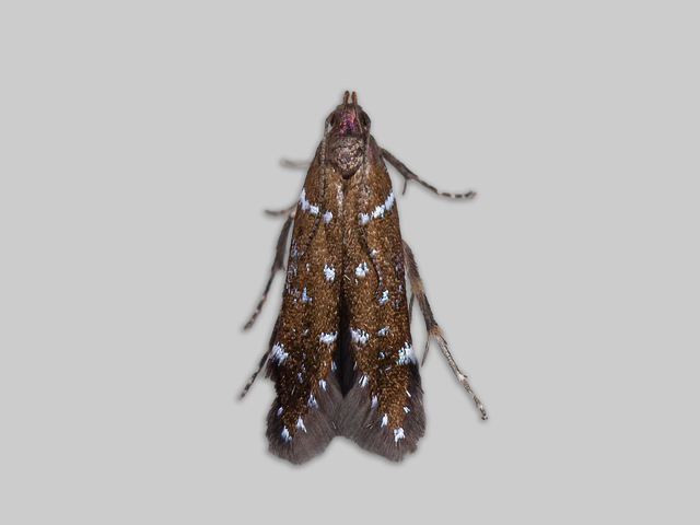 Argolamprotes micella