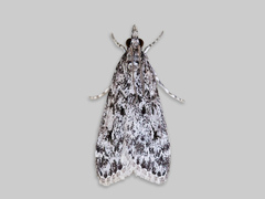 Barkmosemott (Eudonia truncicolella)