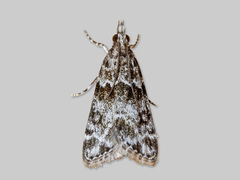Båndmosemott (Eudonia mercurella)