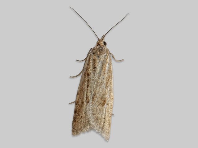 Gul skyggevikler (Eana osseana)