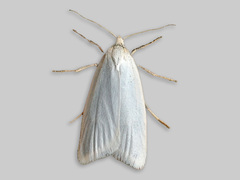 Sølvskyggevikler (Eana argentana)