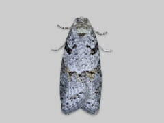 Bueskyggevikler (Eana incanana)