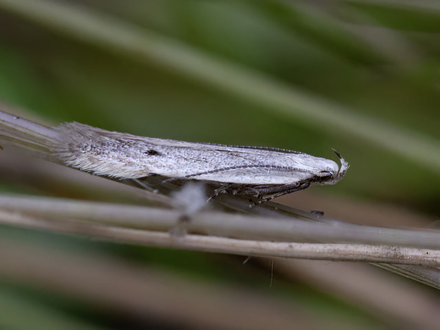 Monochroa suffusella