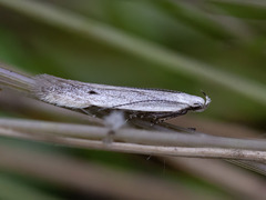Monochroa suffusella