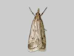 Blek mosemott (Eudonia pallida)