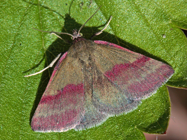 Blåfjærfly (Phytometra viridaria)