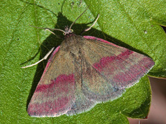 Blåfjærfly (Phytometra viridaria)