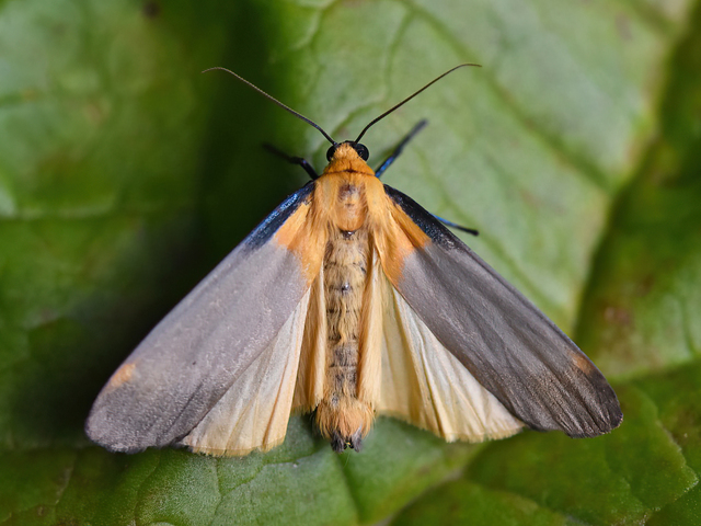 Kjempelavspinner (Lithosia quadra)