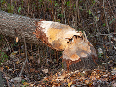 Bever (Castor fiber)