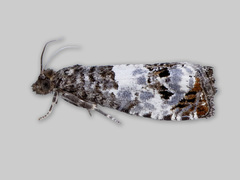 Mørk rosevikler (Notocelia trimaculana)