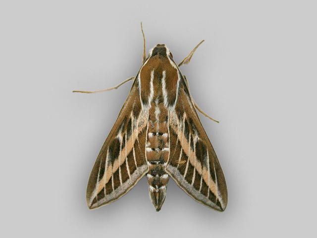 Hvitribbet vandresvermer (Hyles livornica)
