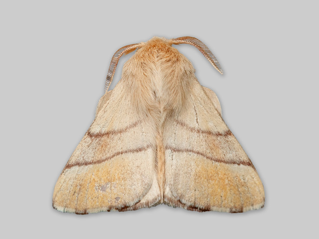 Okergul ringspinner (Malacosoma neustria)