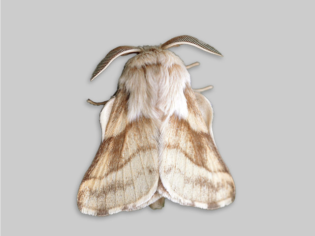 Båndringspinner (Malacosoma castrensis)