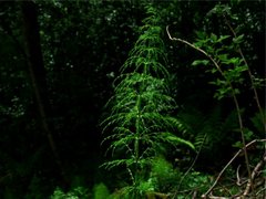 Skogsnelle (Equisetum sylvaticum)