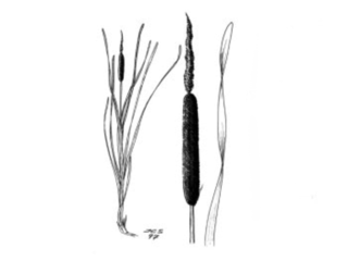 Brei dunkjevle (Typha latifolia)