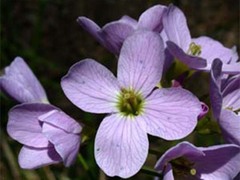 Engkarse (Cardamine pratensis)