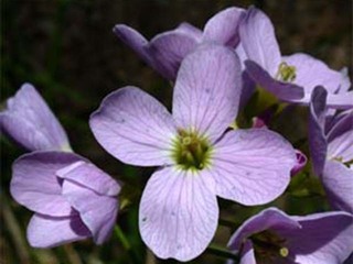 Engkarse (Cardamine pratensis) Engkarse (Cardamine pratensis)
