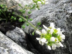 Skjørbuksurt (Cochlearia officinalis)