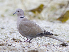 Tyrkerdue (Streptopelia decaocto)