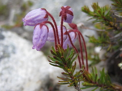 Blålyng (Phyllodoce caerulea)