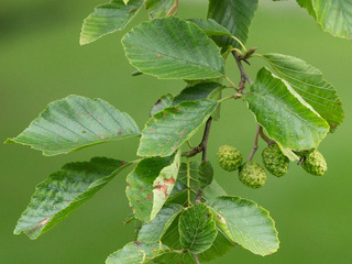 Gråor (Alnus incana) Gråor (Alnus incana)