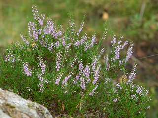Røsslyng (Calluna vulgaris) Røsslyng (Calluna vulgaris)