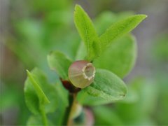 Blåbær (Vaccinium myrtillus)