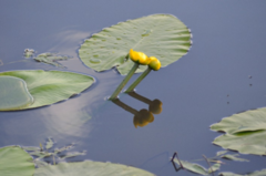 Gul nøkkerose (Nuphar lutea)