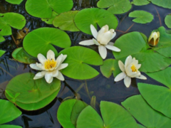 Hvit nøkkerose (Nymphaea alba)