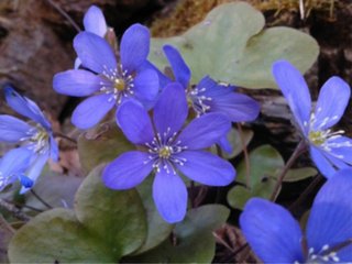 Blåveis (Hepatica nobilis) Blåveis (Hepatica nobilis)
