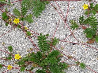 Gåsemure (Potentilla anserina) Gåsemure (Potentilla anserina)