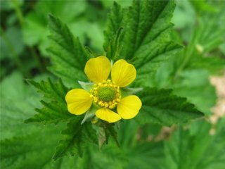 Kratthumleblom (Geum urbanum)