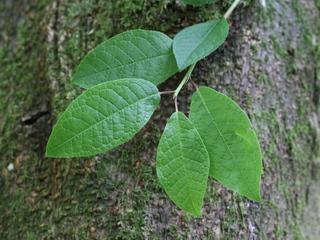 Hegg (Prunus padus) Hegg (Prunus padus)