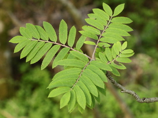 Rogn (Sorbus aucuparia)