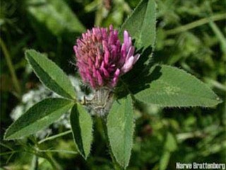 Rødkløver (Trifolium pratense)