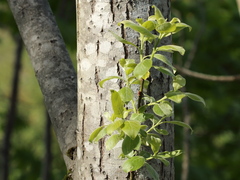 Selje (Salix caprea)