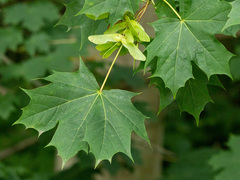 Spisslønn (Acer platanoides)